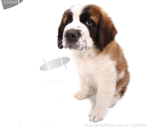 Image of Puppy Looking Cute and Sad on White Background Sitting Sideways