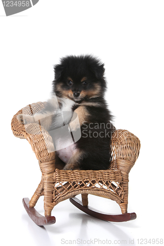 Image of uppy Sitting in a Miniature Wicker Chair Posing