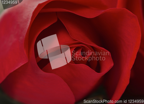 Image of Sensuous Macro Closeup of a Red Rose