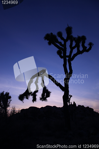 Image of Silhouette of a Tree in Joshua National Park