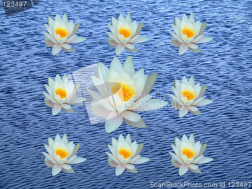 Image of Group of water lily