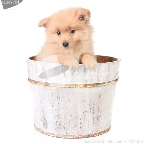 Image of Timid Puppy in a Barrel Looking Curiously