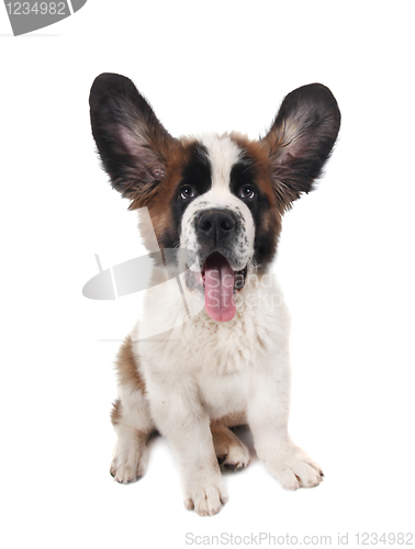 Image of Happy Silly Saint Bernard Puppy