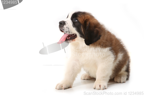 Image of Obedient Saint Bernard Puppy on White