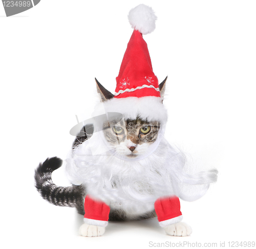 Image of Unhappy Bah Humbug Santa Kitten Glaring at the Viewer