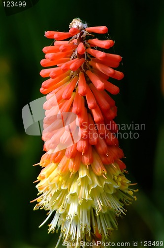 Image of Long flower