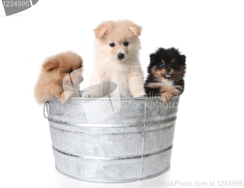 Image of Cute Pomeranian Puppies in a Metal Washtub