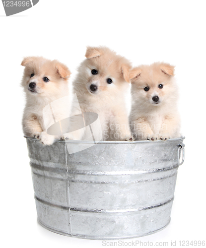 Image of Puppies in an Old Silver Washtub