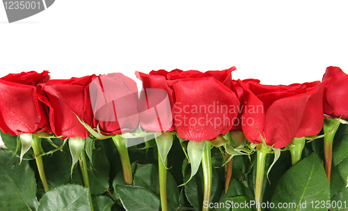 Image of Roses Lined Up in a Row Isolated on White Background