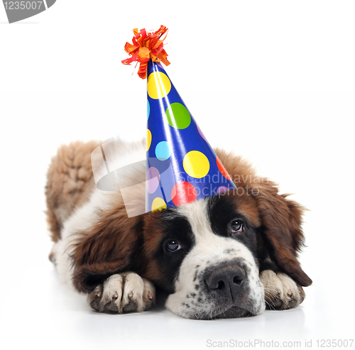 Image of Saint Bernard Wearing a Polka Dot Birthday Hat
