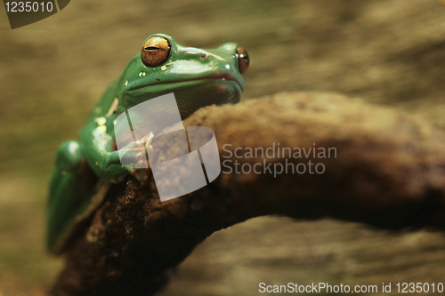 Image of A Chinese Gliding Frog With Eyes Closed
