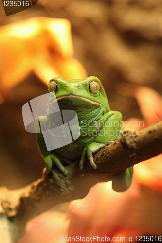 Image of Exotic Waxy Monkey Frog Sitting on a Branch