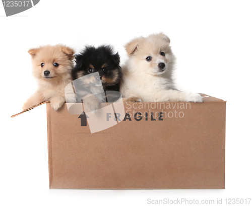 Image of Adorable Pomeranian Puppies in a Cardboard Box