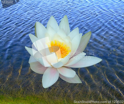 Image of One water lily