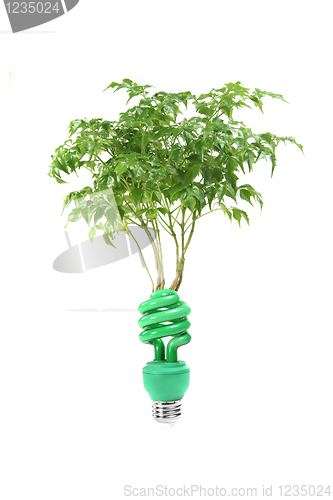 Image of Clean Energy Concept With Lightbulb and Tree on White Easily Ext