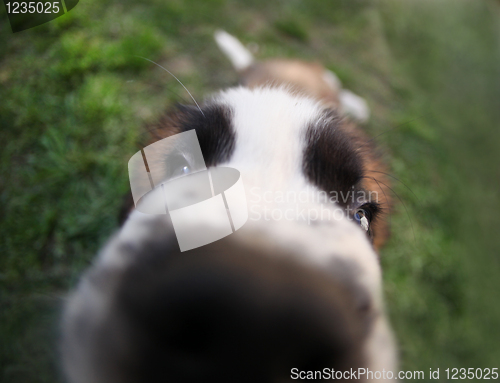 Image of Curious Saint Bernard Puppy Outdoors