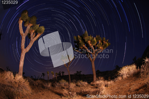 Image of Night Shot of Star Trails in Joshua Tree National Park in Califo