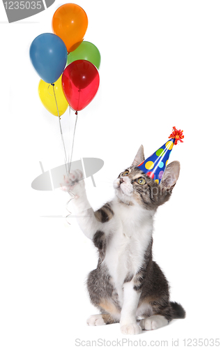Image of Cat Holding Birthday Balloons Wearing a Silly Hat