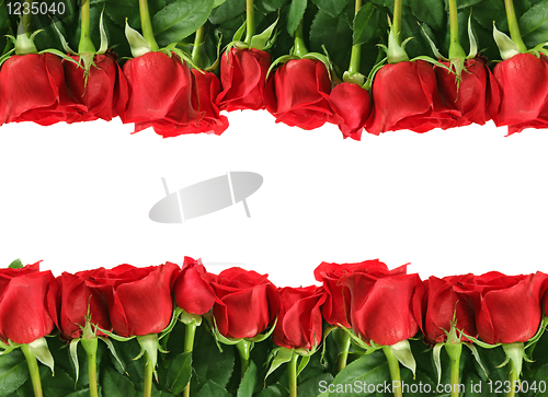 Image of Rows of Red Roses on White