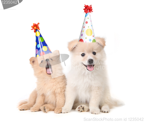 Image of Puppies Celebrating a Birthday by Singing