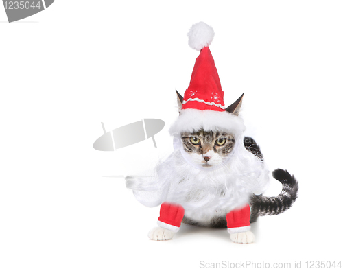 Image of Humbug Santa Kitten Glaring at the Viewer