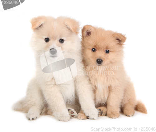 Image of Cute Pomeranian Puppies Sitting Together on White Background