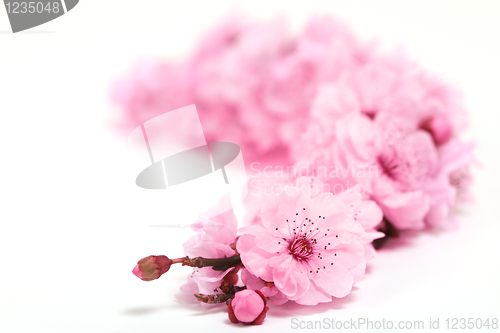 Image of Cherry Tree Blossoms of Spring With Extreme Depth of Field