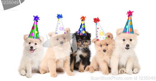 Image of Five Pomeranian Puppies Celebrating a Birthday