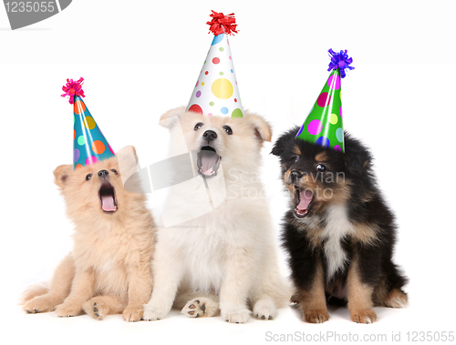 Image of Puppies Singing Happy Birthday Song