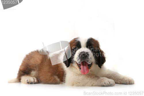 Image of Panting Saint Bernard Puppy Lying on His Stomach