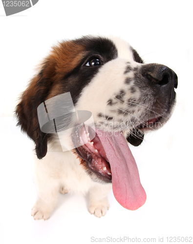 Image of Saint Bernard Puppy Looking Sideways on White Background