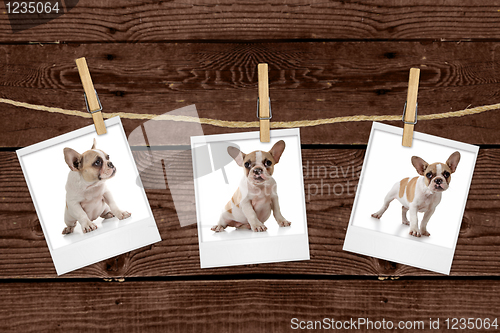 Image of Pictures Hanging on a Rope of an Adorable Puppy