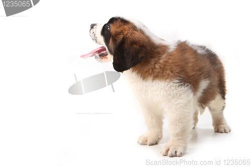 Image of Happy Saint Bernard Looking up and Sideways on White Background