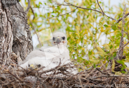 Image of Ferruginous Hawk Nest