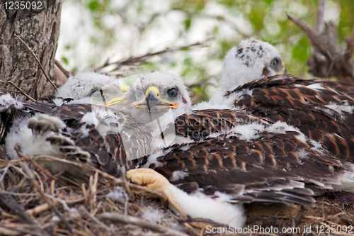 Image of Three Little Hawks