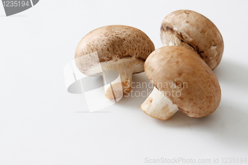 Image of Brown mushrooms