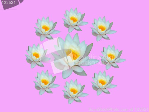 Image of Water lily pink