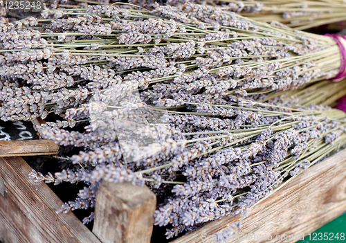 Image of Lavender