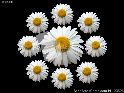 Image of Wreath of chamomile black