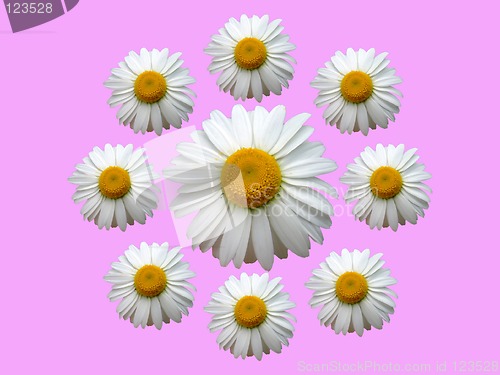 Image of Wreath of chamomile pink