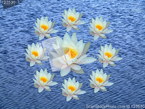 Image of Wreath of water lily