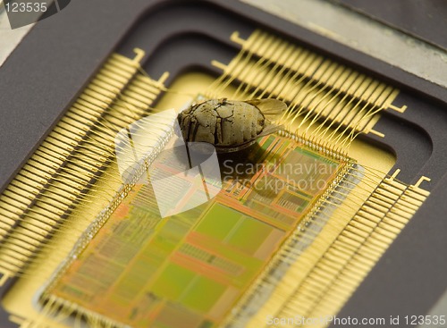 Image of Chip's Bug