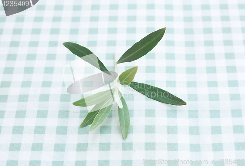Image of Olive tree twig