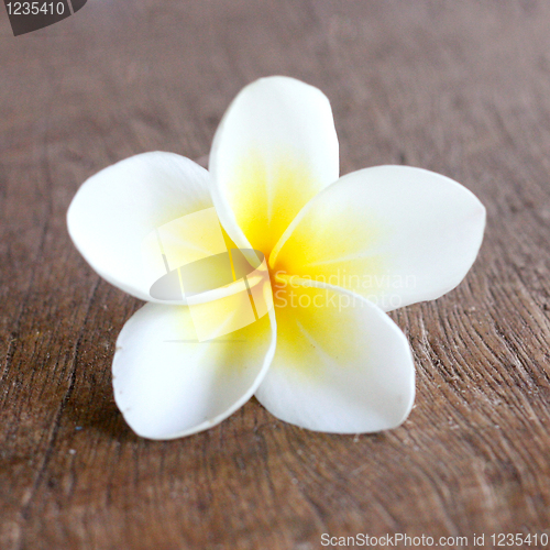 Image of Frangipani