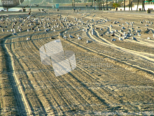 Image of flock