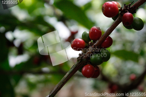 Image of Coffee tree