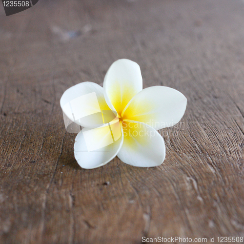 Image of Frangipani flower