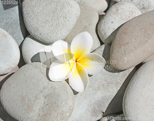 Image of Frangipani flower