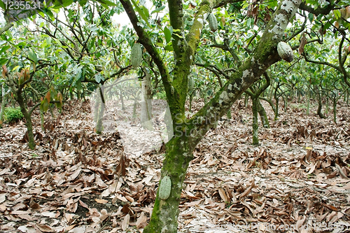 Image of Cacao plantation