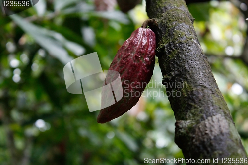 Image of Cacao plantation